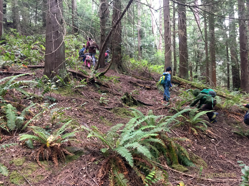 FoxWalkers-Whatcom-Week32+33-02.jpg