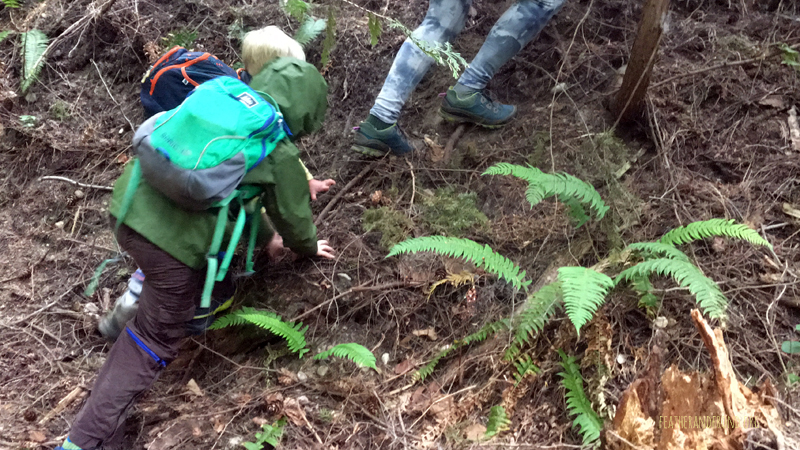 FoxWalkers-Whatcom-Week32+33-04.jpg