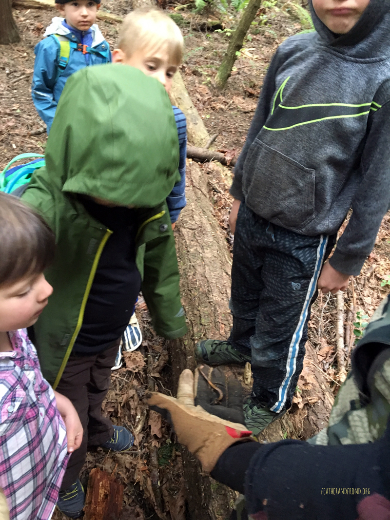 FoxWalkers-Whatcom-Week32+33-29.jpg