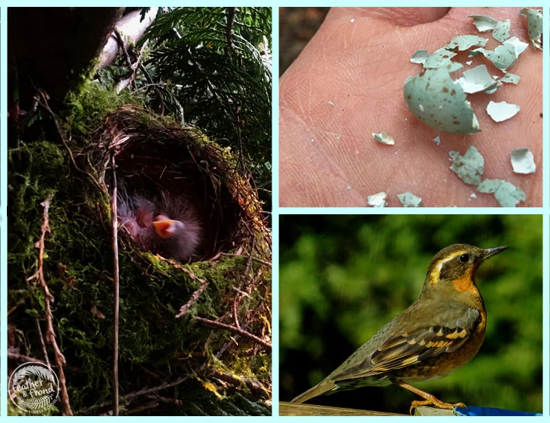 Cute Varied Thrush Babies! They successfully fledged!