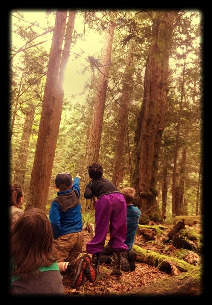 kids-spotting-a-roosting-barred-owl-in-the-forest.jpg