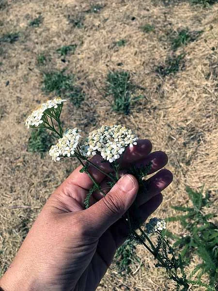Yarrow has flat-topped clusters of white flowers That bloom in Summer and sometimes into Fall
