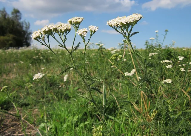 Yarrow leaves are very aromatic and grow alternately along the main stalk