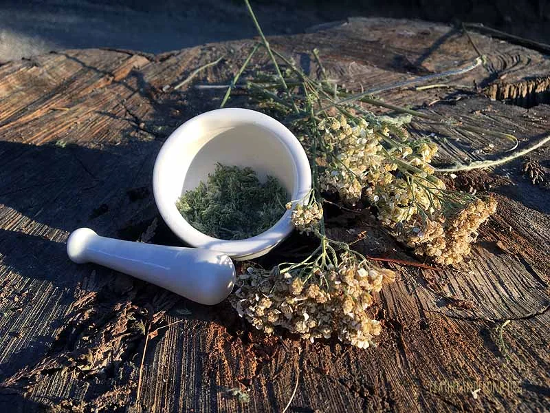 Thank you, Yarrow, for all of your healing medicinal properties! 