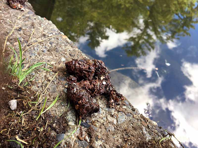 Check out this Otter scat! Which creatures do they like to eat?