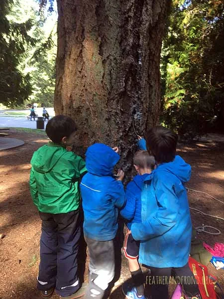 Gathering pitch from Douglas Fir to help with the fire