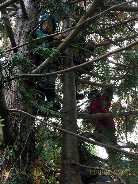 This Cedar tree is perfect for climbing!