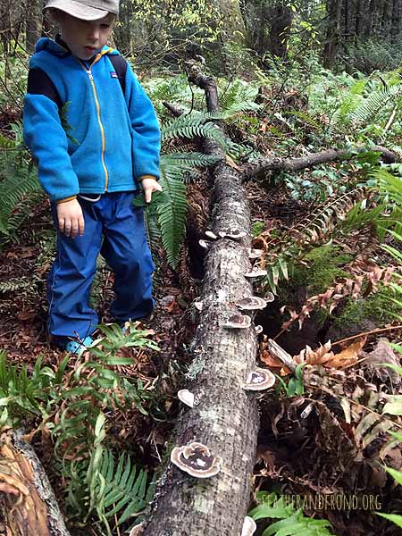 Loving all the cool fungus that we've been finding!