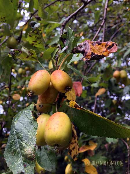 We found a tree with tiny apples!