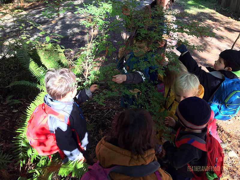 There are still lots of ripe Red Huckleberries!