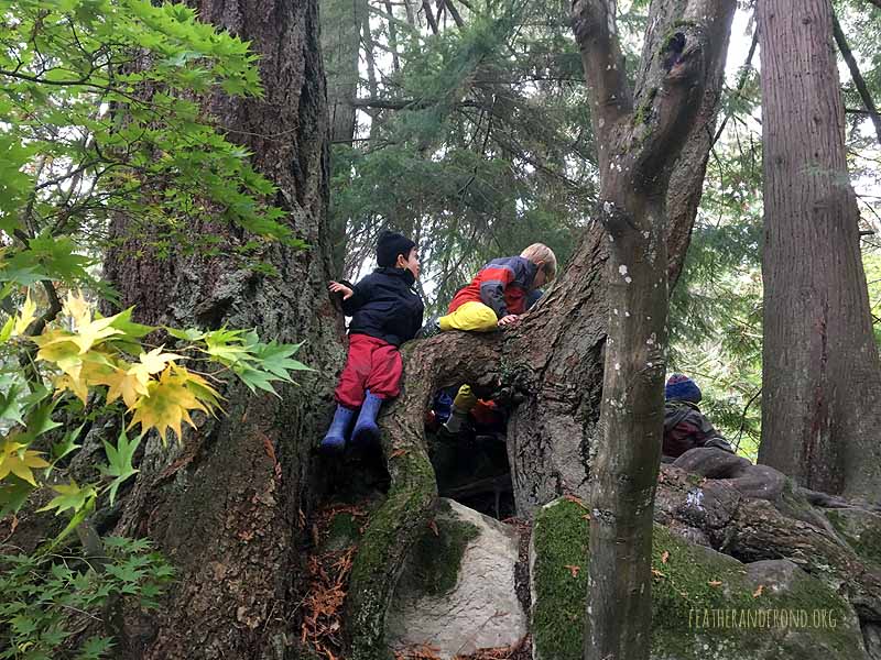 These great big trees are growing out of a great big boulder!