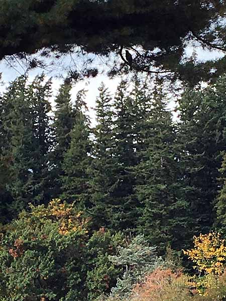 Do you see the Cooper's Hawk on the branch?
