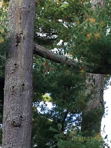 The Cooper's Hawk was trying to hunt a squirrel!