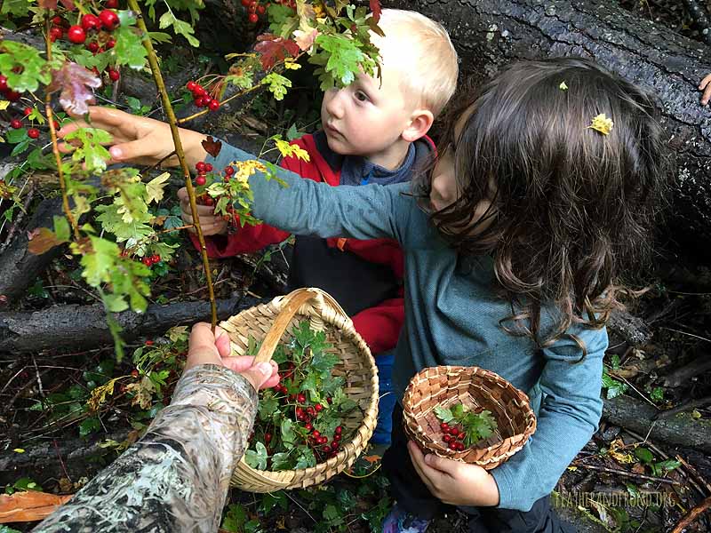 Hawthorn berry harvest