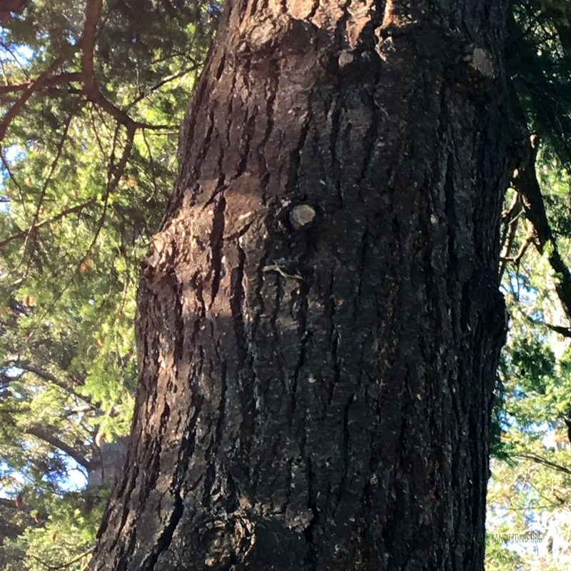 FoxWalkers-2019-Week6+7-Fairhaven-24.jpg