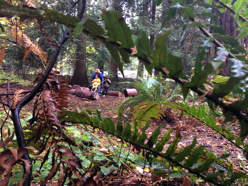 FoxWalkers-2019-Week6+7-Whatcom-20.jpg