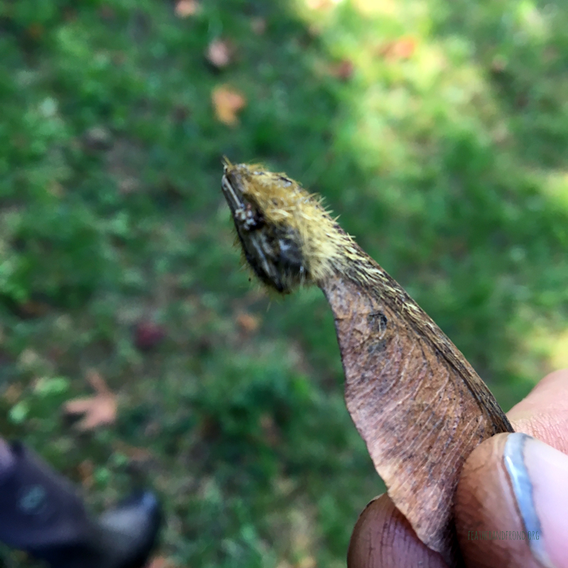 The Maples have been giving so many splinters