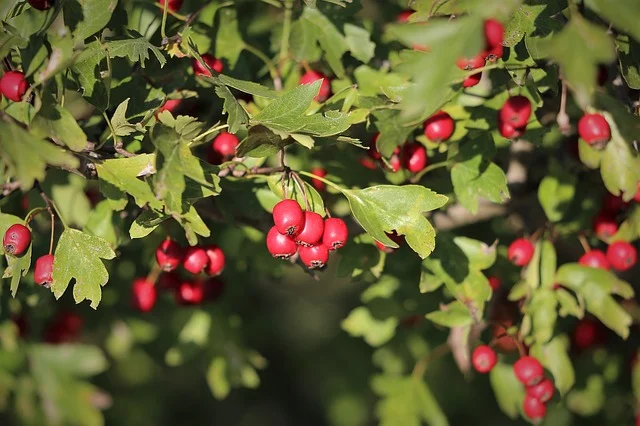 hawthorn-3712976_640.jpg