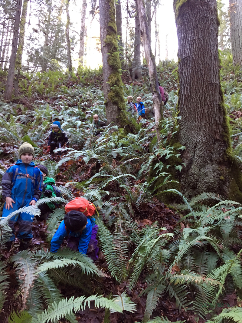Black Diamond deer trail