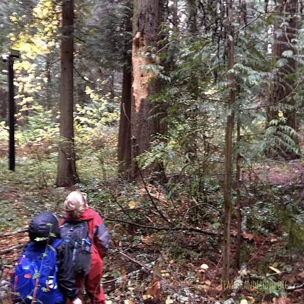 Observing two Pileated Woodpeckers