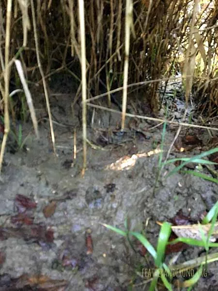 We found lots of otter scat and tracks in this zone