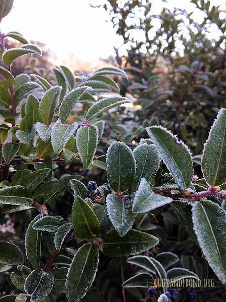 frozen huckleberries = "ice cream" for the birds!