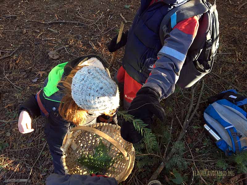 collecting forest tea..