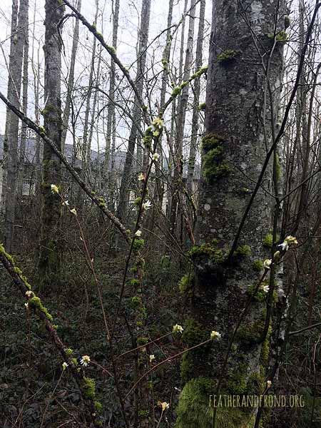 FoxWalkers-SOTD-Fairhaven-Week14-15-16.jpg