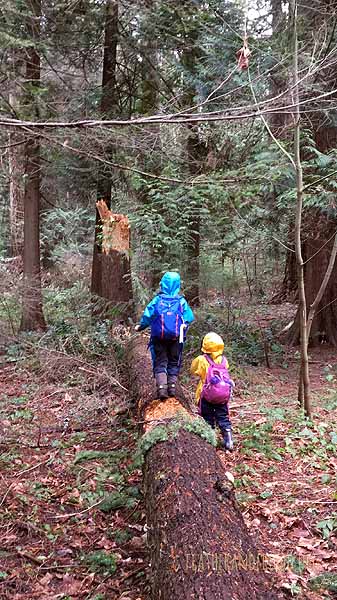 FoxWalkers-SOTD-Whatcom-Week14-15-26.jpg