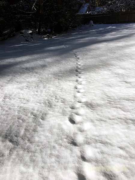 Whose tracks are these?