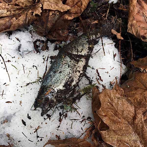 A dead trout at Heart Home!