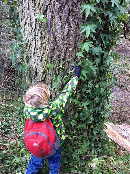 Harvesting rope/fishing line from invasive English Ivy