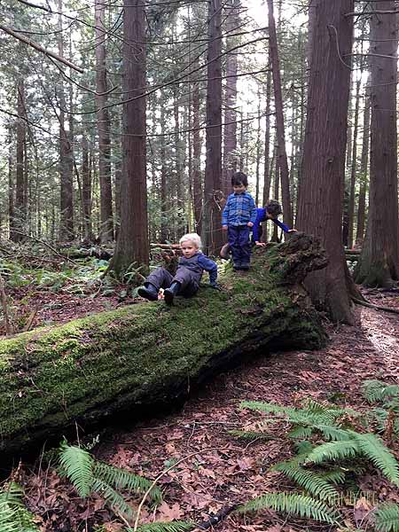 SOTD-FoxWalkers-Whatcom-Weeks22-23-02.jpg