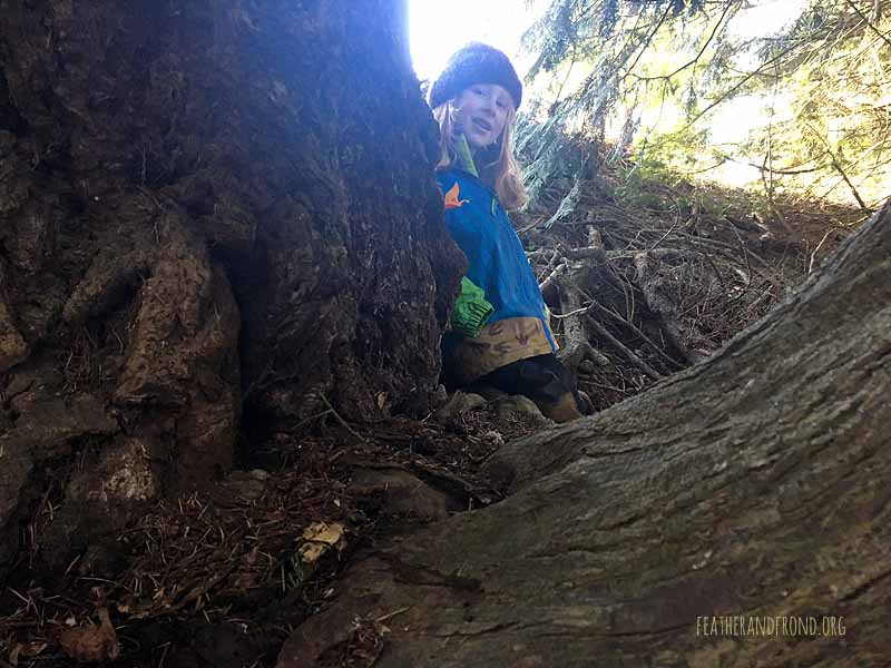 SOTD-FoxWalkers-Whatcom-Weeks22-23-24.jpg
