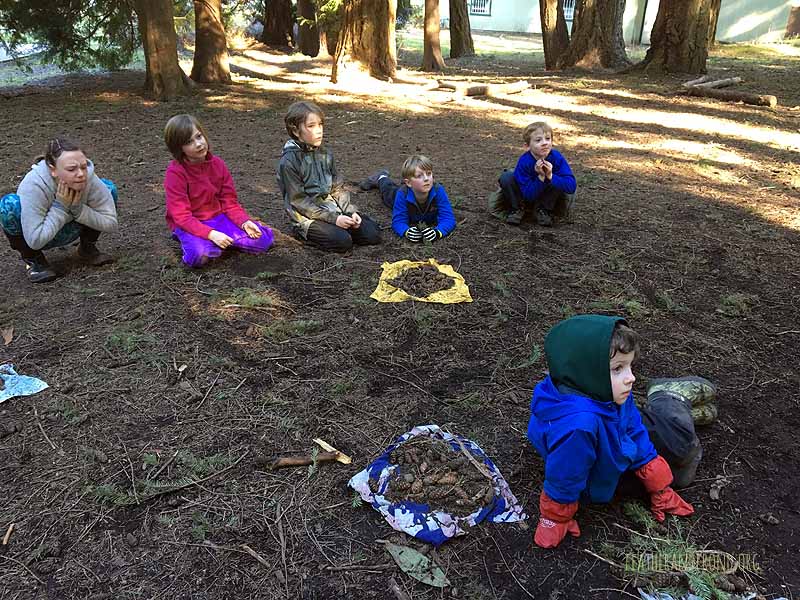 Look at all of the "food" the chickadees collected!