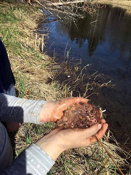 Red-legged Frog eggs!