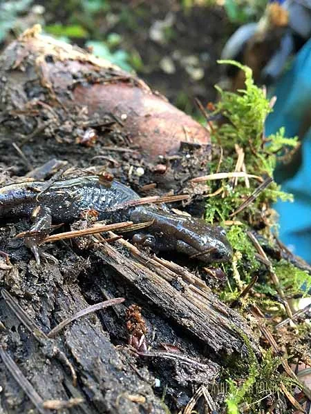 Northwestern Salamander??