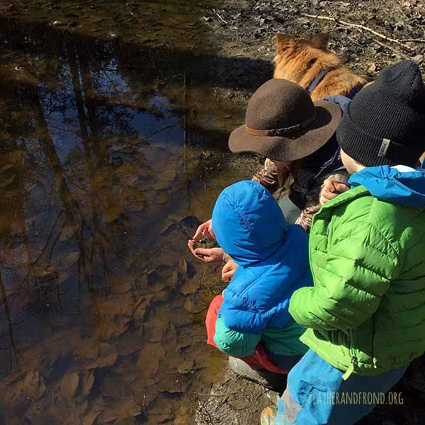Looking for amphibian eggs...