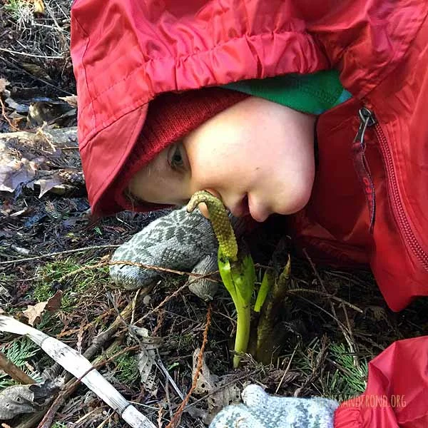 Skunk Cabbage is back!