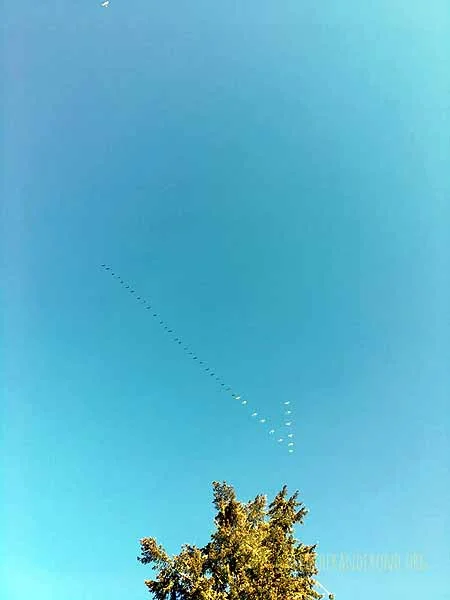 Geese & Swans headed north together!