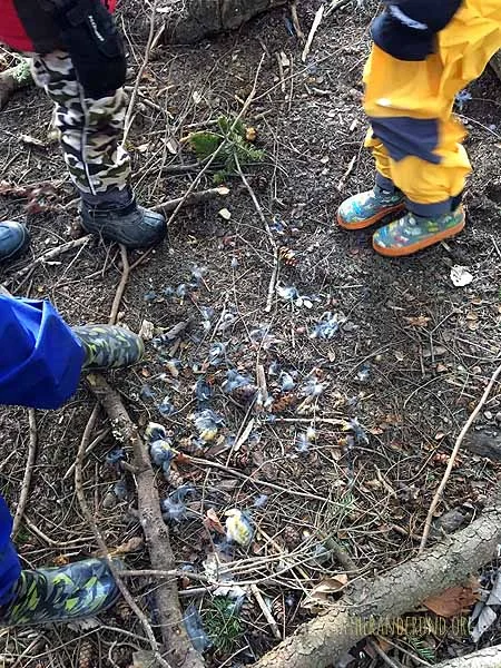 Some creature ate a Varied Thrush for lunch!