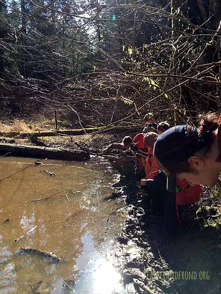 We went looking for amphibian eggs.. and we found the eggs of the Long-toed Salamander!