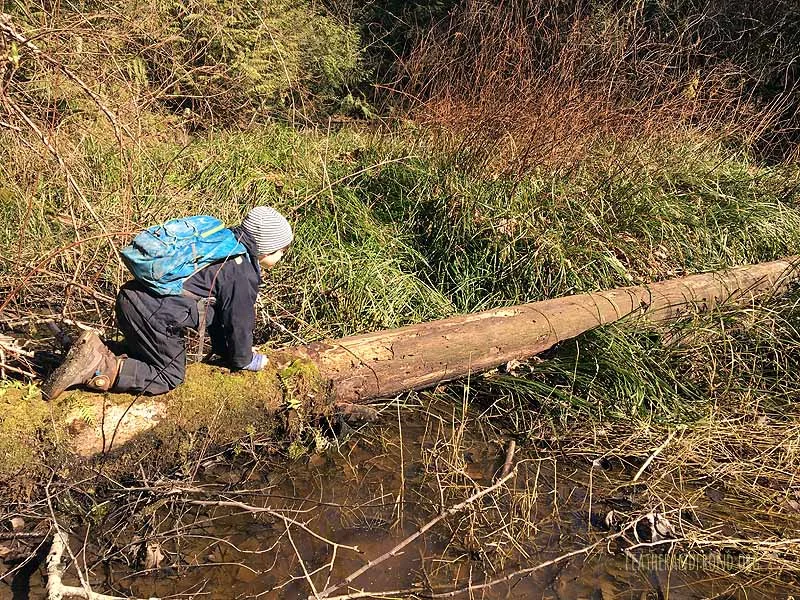 SOTD-FoxWalkers-Whatcom-Weeks24-25-19.jpg