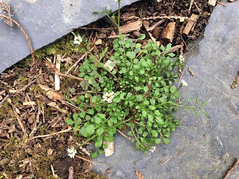Bittercress— so tenacious and resilient! What an excellent teacher.