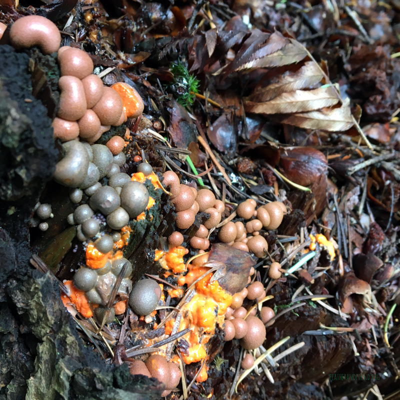 FoxWalkers-2019-Week30+31-Whatcom53.jpg