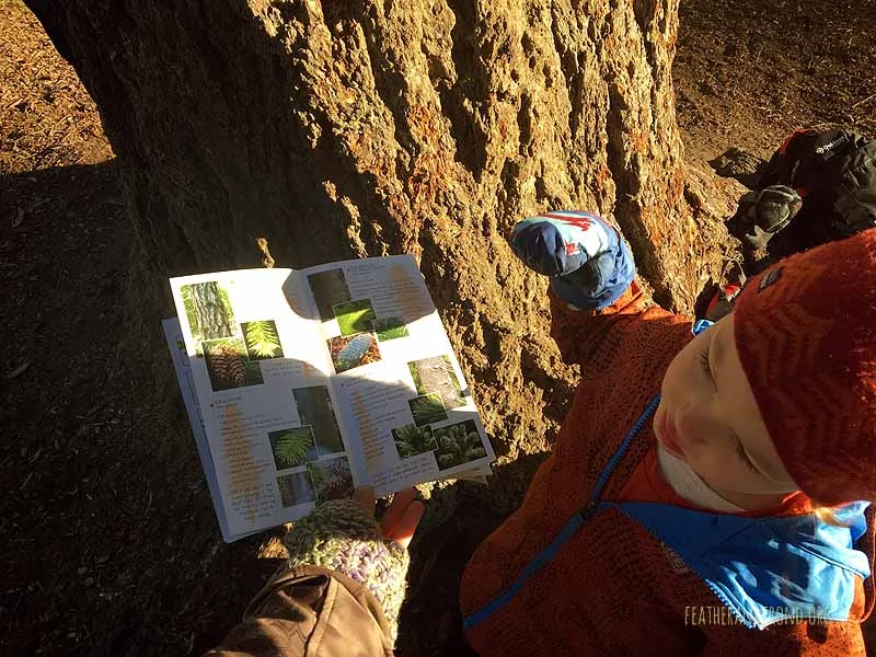 The best field guides are the ones that make it easy for you and your family to connect more deeply with a species that you’re curious about
