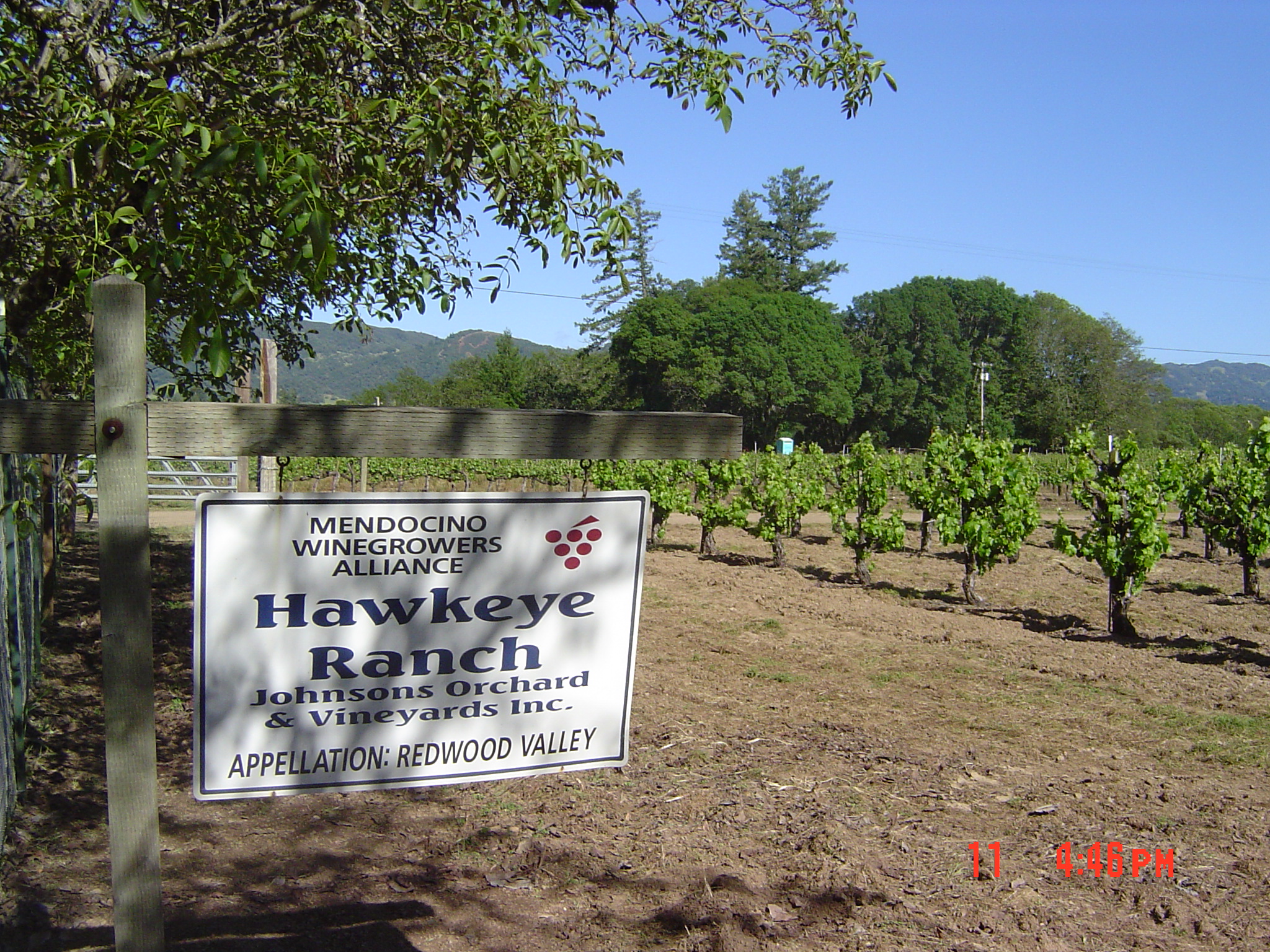 More about the Redwood Valley ranch: "The site is stunning in a naturalistic yet unpretentious way. Redwood Valley is very far north for a California appellation; Hawkeye Ranch sits at 722 ft elevation and is located in the upper reaches of the Russian River Drainage in Mendocino County. The soil type is Pinole Gravelly Loam, which provides excellent drainage and promotes low vigor. These heritage vines were planted in the 1970′s; the vines are the Martini clone, a clone selected by Louis Martini, and now quite rare because most of the older vines have been replanted." - Faith Armstrong, Onward Wines