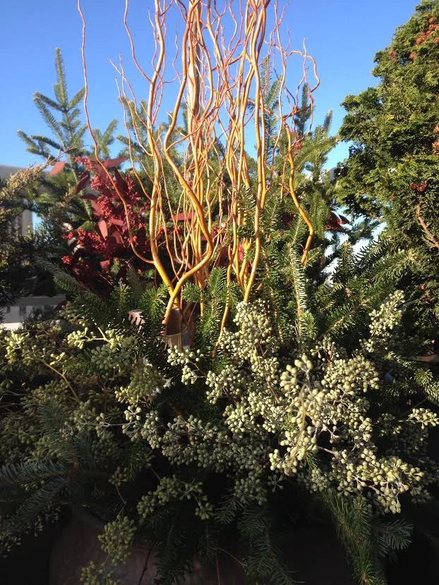 christmas tree.jpg