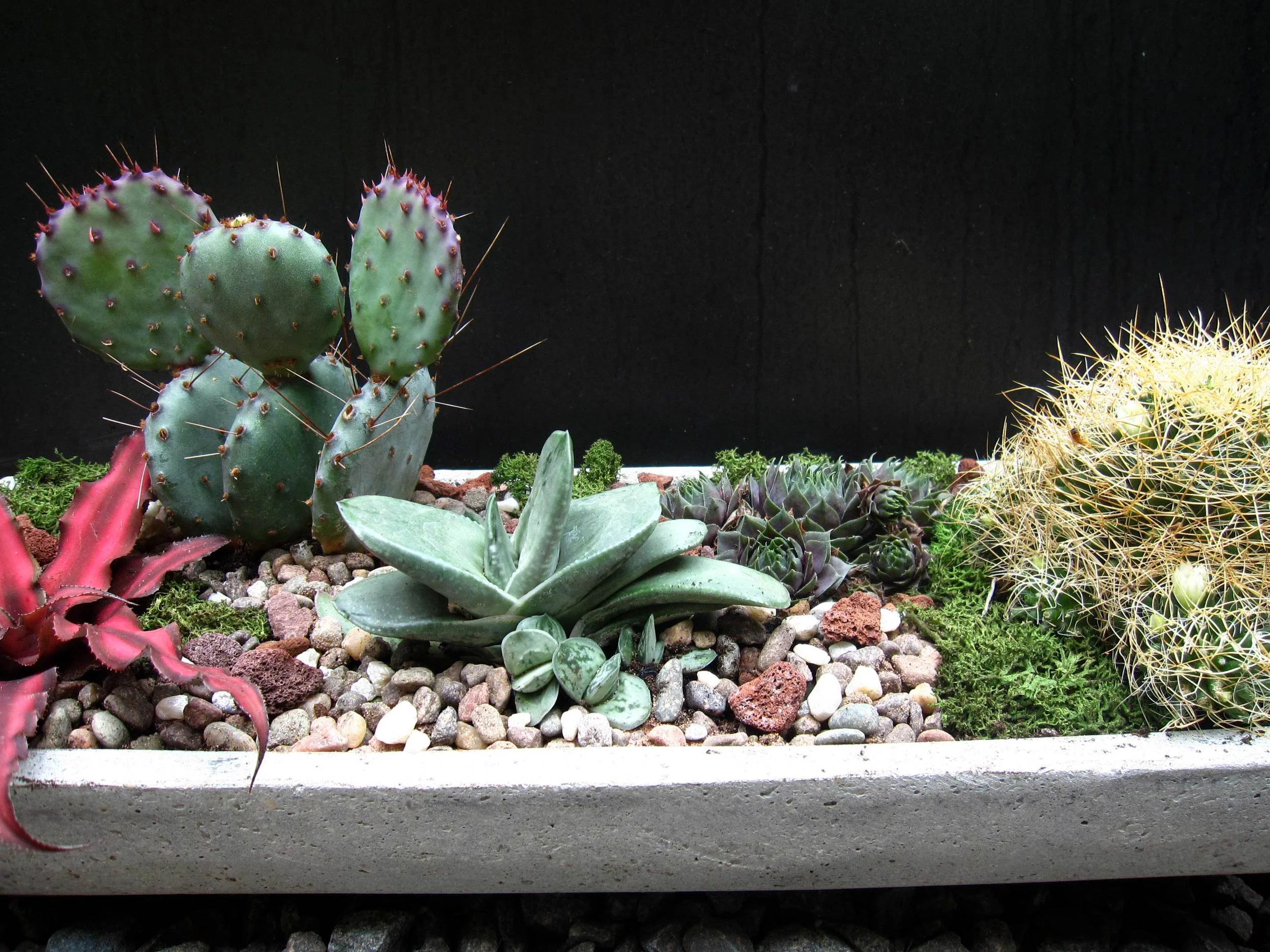 Terrarium!!!.jpg