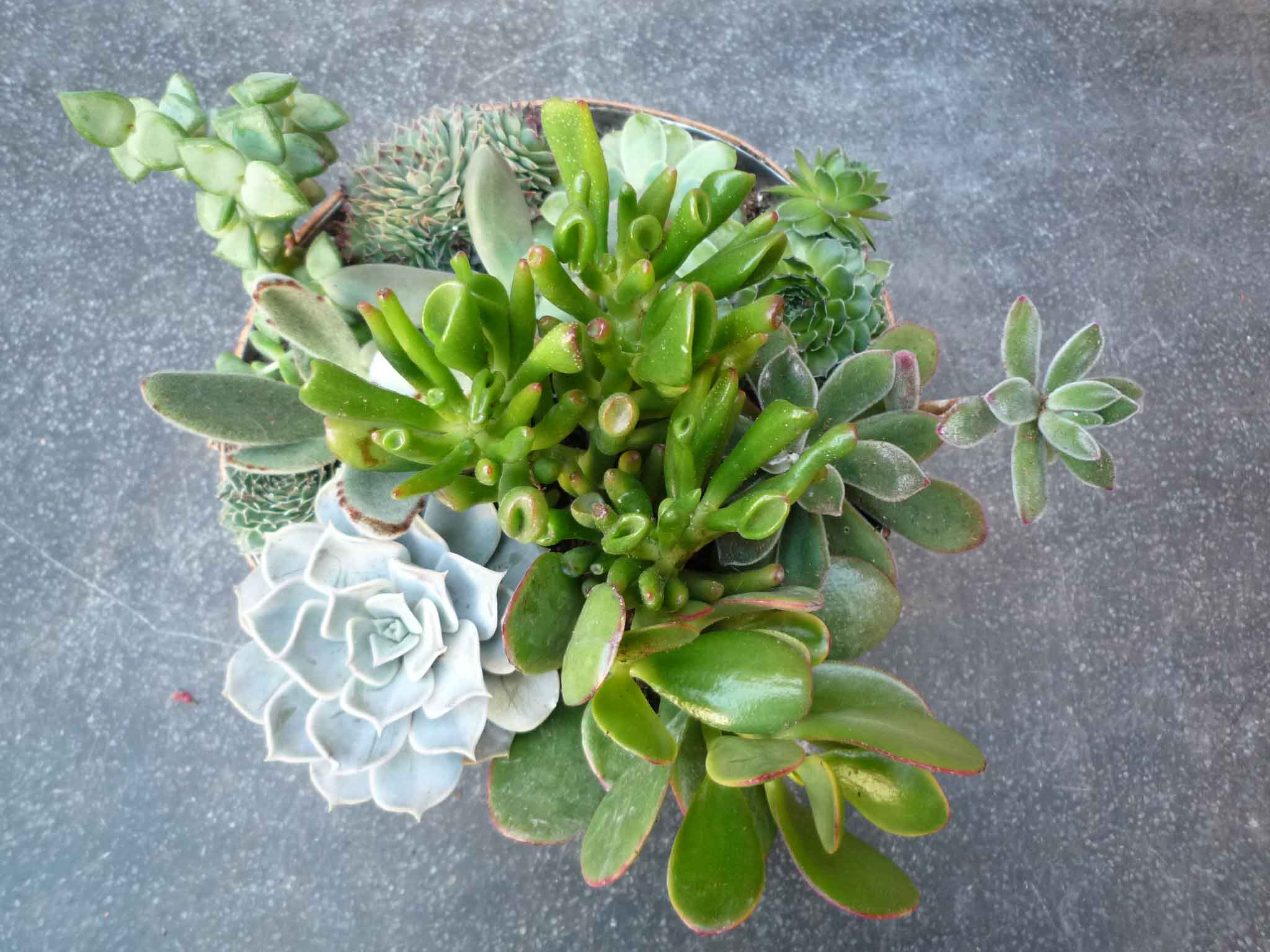 Succulent-Terrarium----.jpg